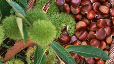 How to choose raw materials for processing sweet chestnuts  what are the impacts on processing quality?